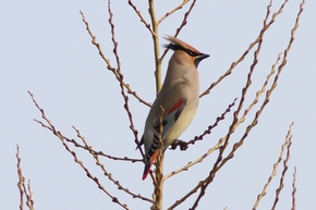 ヒレンジャク　雄